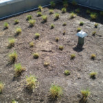 Complexes végétalisés