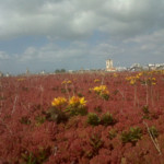 Complexes végétalisés