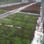 ECO SUBS