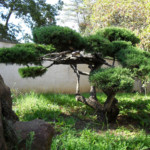 Décor et aménagements paysagers