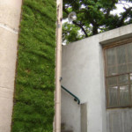 Végétalisation murale