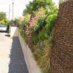 Végétalisation murale