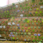 Végétalisation murale